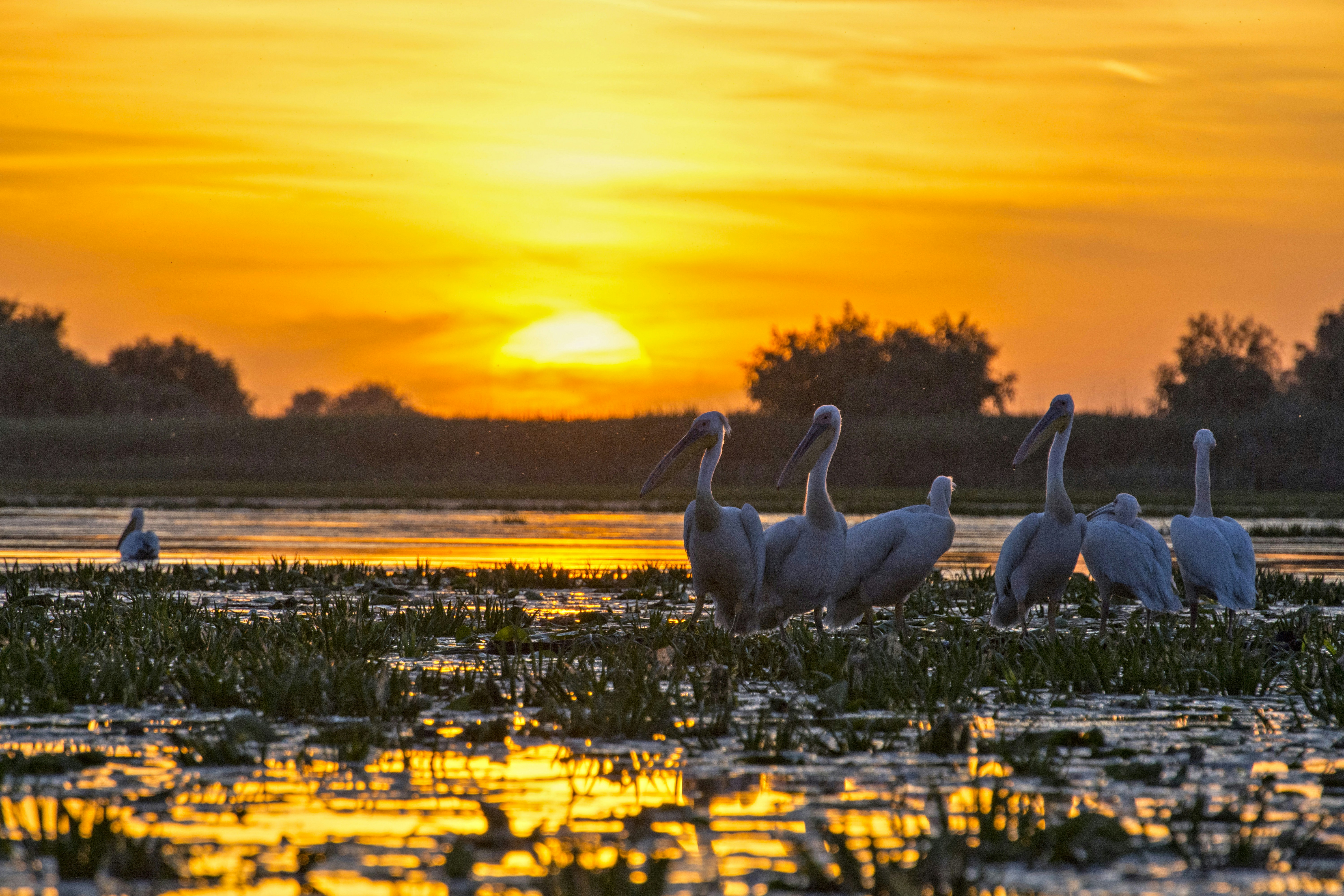 The Danube Delta